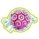 Exposed Cerebellum